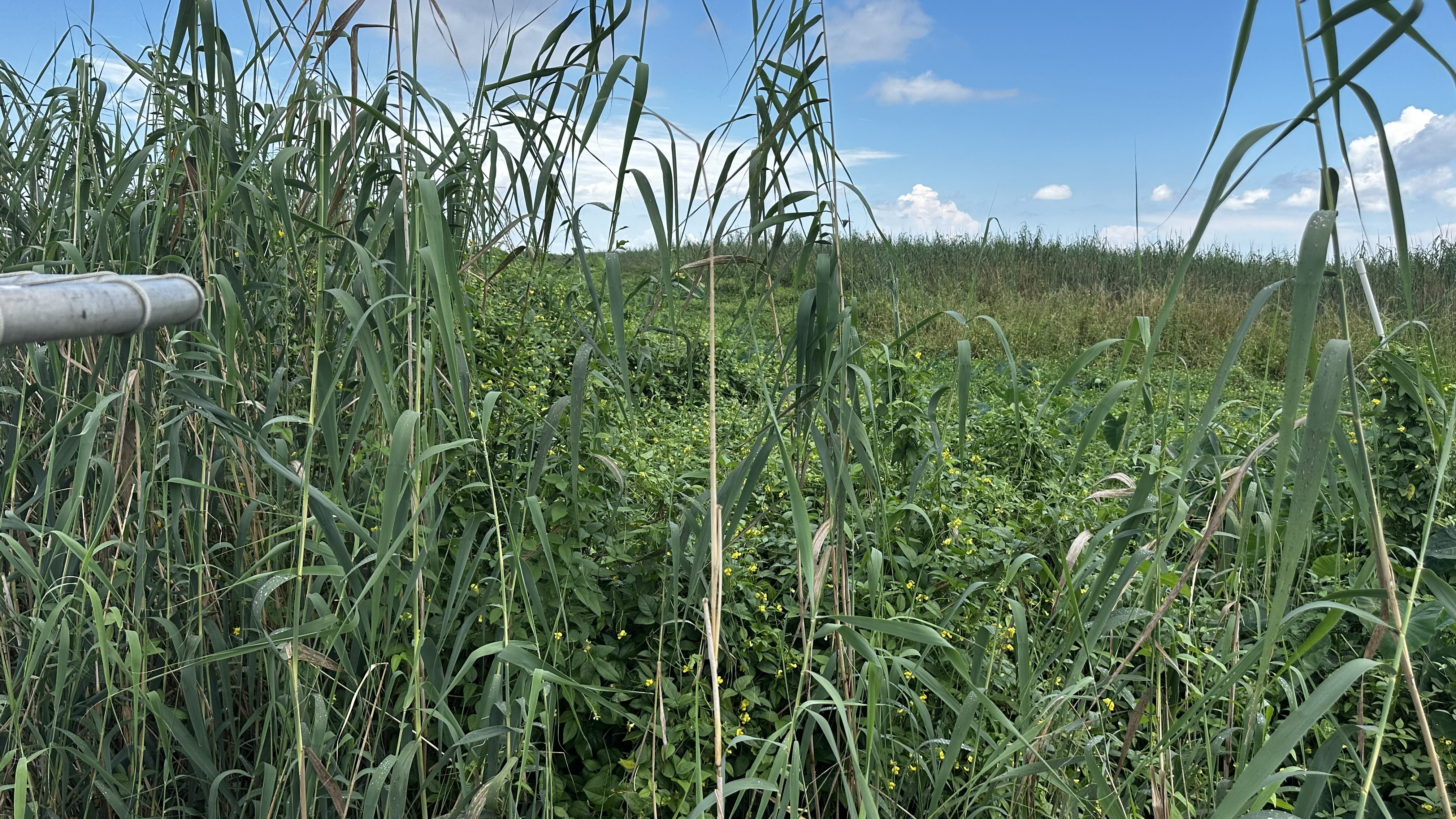 Delta island marsh vegetation in the summer